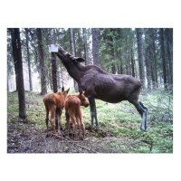 Фотоловушка Acorn LTL-6310WMG